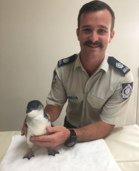 The juvenile penguin with Tyson Hohlein from RSPCA NSW.