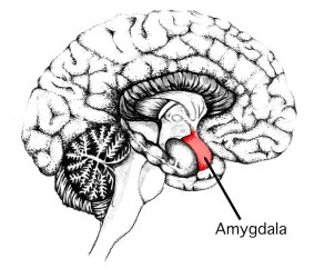 The amygdala is a small structure in the brain that is responsible for emotions, survival instincts and memory.