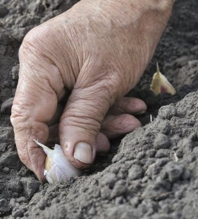 Participants in the program will be taught how to plant garlic and then tend their crops.