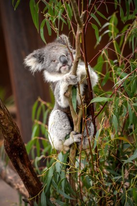 Healesville Sanctuary has opened a new tree-top koala walk. Hazel the Koala.