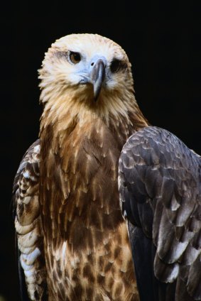 A young eagle at Healesville Sanctuary.