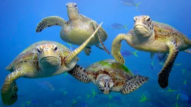 Green turtles swimming in the Great Barrier Reef, Queensland. 
