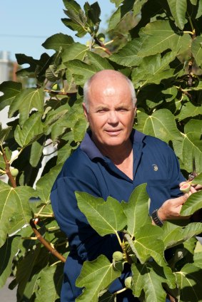 Darryl Hardie checks figs for QFly in Alfred Cove. 