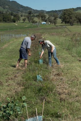 Ms McKimmie and pharmacist and land owner Richard French inspect newly planted seedlings which will form part of a vegetation corridor for wildlife on a Muswellbrook farm.