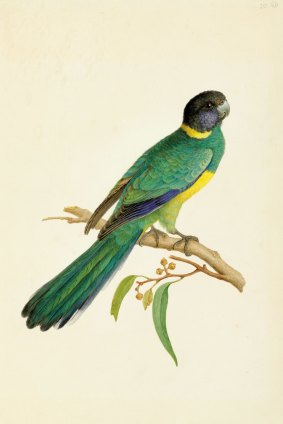 Barnardius zonarious (Port Lincoln ringneck, Psittaculidae), finished watercolour by Ferdinand Bauer.