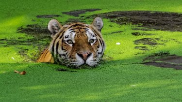 Hope: Tiger could now be turning a corner in the wild, scientists say.