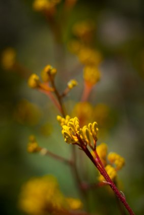 Yellow gem kangaroo paw in the Karwarra Australian Native Botanic Garden.