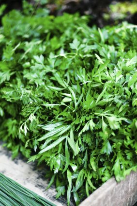 This is the time to plant more parsley.