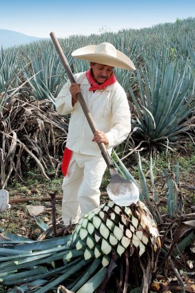 Typical Jimador working in the field of agave industry in Tequila, Jalisco, Mexico.