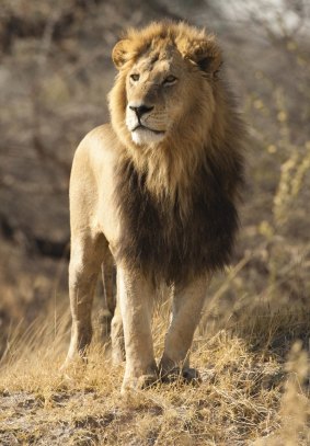 Lion in Moremi Game Reserve, Botswana.