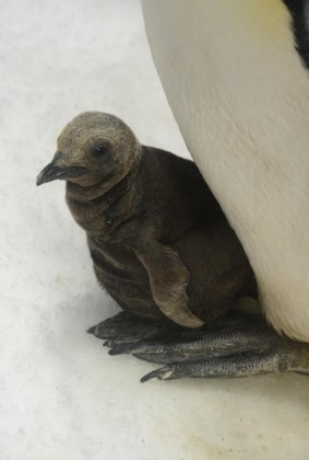 Sea World's new penguin chicks were unveiled to the public on Friday.
