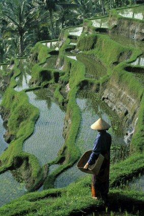 Steep terraces: A farmer looks across  rice fields.