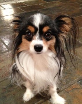 Prinny the papillon had more than a dozen ribs broken.