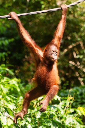 An orangutan at Sepilok Orangutan Rehabilitation Centre.