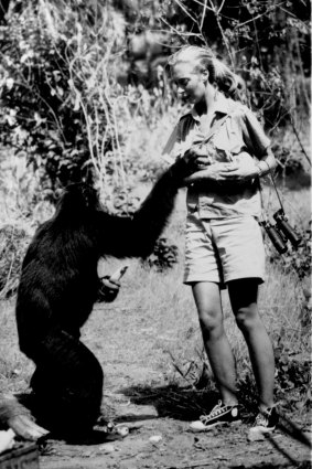Jane Goodall hands out bananas to a friendly chimpanzee in then Tanganyika in 1964.