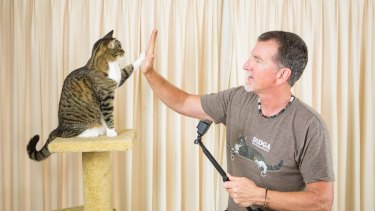 Claws And Effect The Rise Of Pets On Youtube