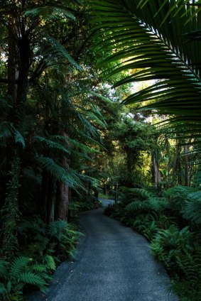 One of the forested walkways.