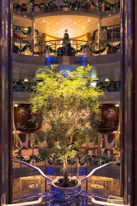Celebrity Reflection living Ficus tree in the ship's central atrium.