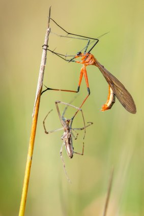 "This photo of a Harpobittacus tillyardi was taken at Mulligans Flat Woodlands Sanctuary. This Hanging-fly has just grabbed its prey with its prehensile foot.''