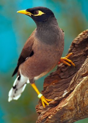 Brisbane City Council has a control program in place for the common myna bird.