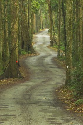 The road through the rainforest.