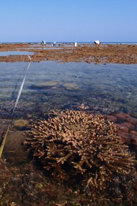 Corals like these might help save other reefs.         