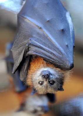 Researchers will examine how long the Hendra virus lives after being passed by bats.