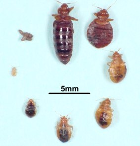 Life cycle of the bed bug.