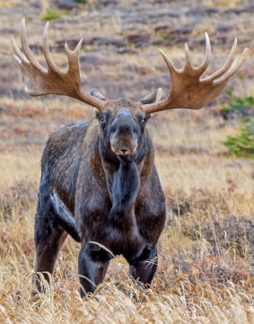 A bull moose during the fall rut season in Alaska.