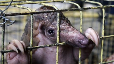 A pangolin, one of 12 confiscated by Indonesian authorities, is shown during a press conference in Medan, North Sumatra, last July.