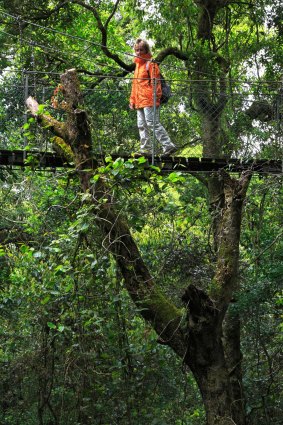 Rainforest canopy walk, Green Mountains.