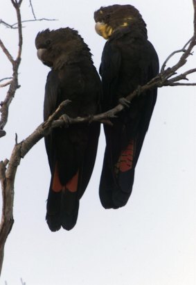 Glossy black-cockatoos are one of the species threatened by Queensland land clearing