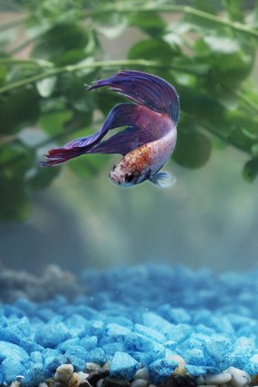 How to keep your Siamese fighting fish happy.