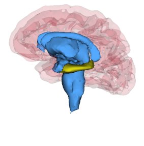 An illustration of the human brain with the hippocampus in yellow. 