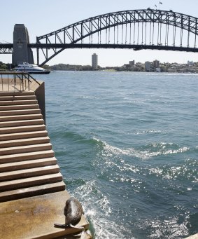 The seal sunbakes with a view of the Harbour Bridge