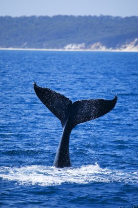 Humpback whales and their calfs are a common sight in Hervey Bay.