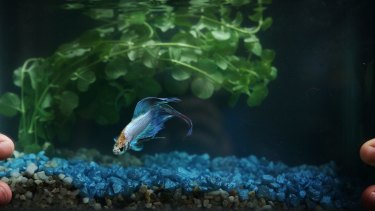 A Siamese fighting fish who has a much happier home than Bruce Lee did.