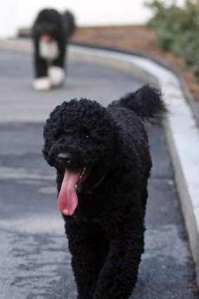 Sunny, foreground, and Bo, the Portuguese water dogs belonging to President Barack Obama and his family. 