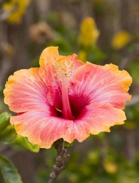 Colourful plants aren't confined to the tropics. 