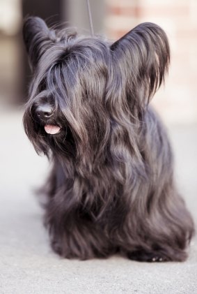 A Skye terrier: They're "big boofheads," says breeder Julie Cartledge.