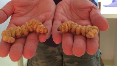 witchetty grub powers dysfunction erectile explores lab grubs