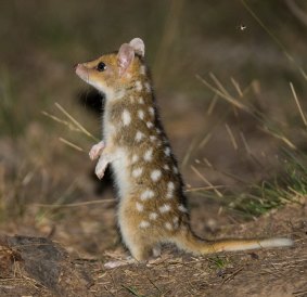 The Eastern Quolls are thought to be three to four months old and will leave their den and mother in a matter of weeks to become solitary hunters.