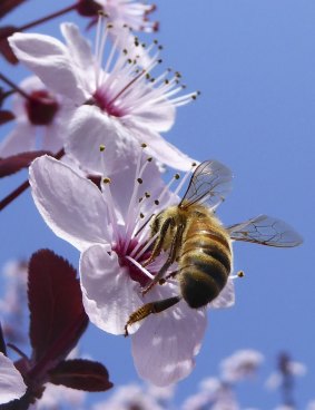 A bee inspects a blossom tree.