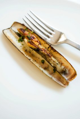 Solitary steamed razor clam.