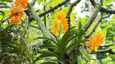 Gardening Branch Out And Grow Orchids In Trees