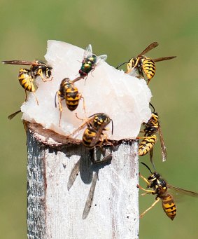 European wasps can be deadly and thrive in the WA climate.