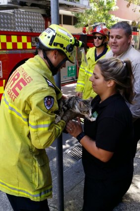 The cat is returned to its owner after being rescued from an awning 50 metres from the ground.
