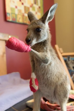 Many kangaroos have been rescued after the blaze, most suffering burns to their arms and legs.