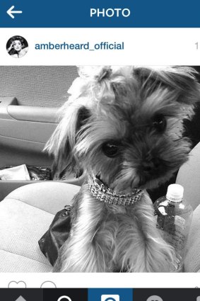 One of the Yorkshire terriers belonging to Johnny Depp and Amber Heard.