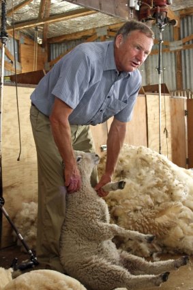 Ross Millar demonstrates sheep shearing at Manderley Homestead near Akaroa.
